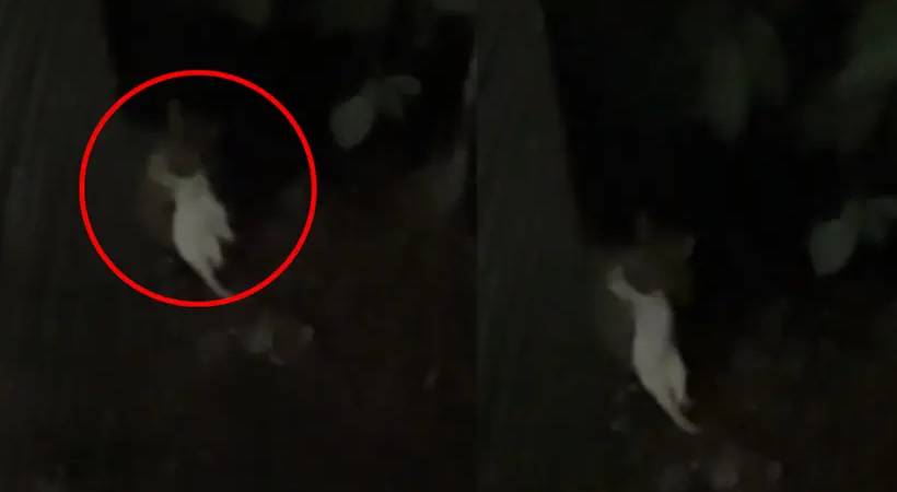 ജനവാസ മേഖലയിൽ പുലി: ദൃശ്യങ്ങള്‍ പുറത്ത്