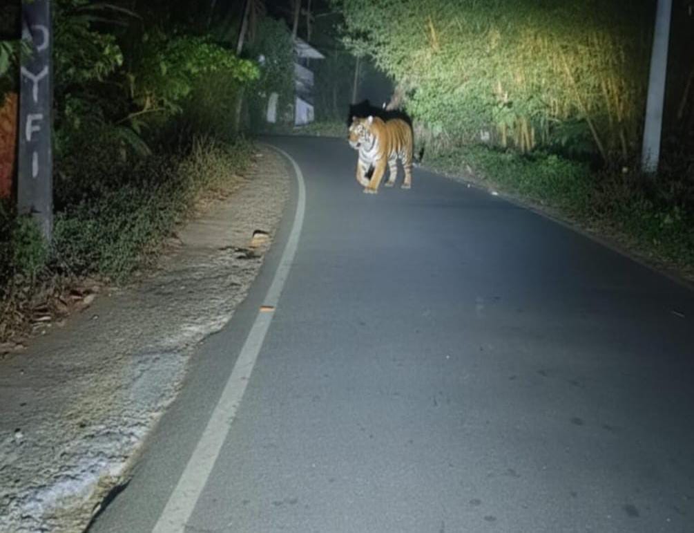 ജനവാസ മേഖലയിൽ കടുവ ഇറങ്ങി