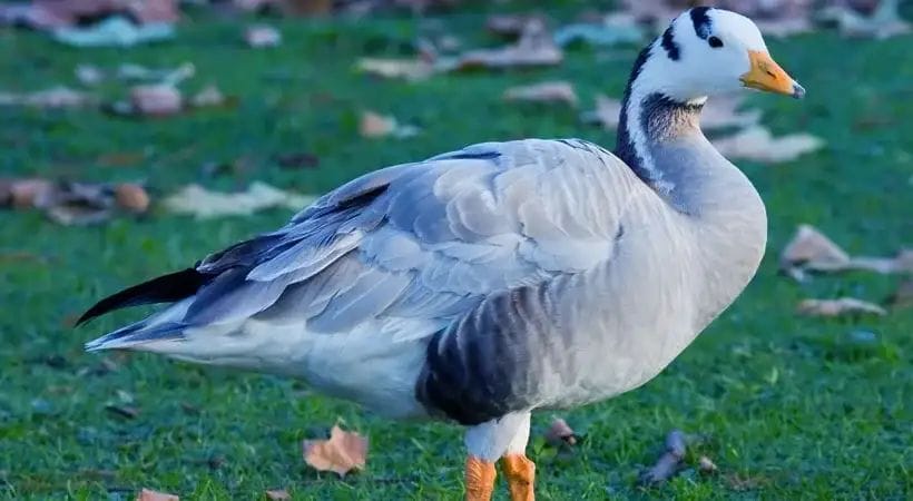 വയനാട്ടിലെ പാടങ്ങളിൽ ഹിമാലയൻ അതിഥി; കുറിത്തലയൻ വാത്തകളെ ജില്ലയിൽ ആദ്യമായി കണ്ടെത്തി