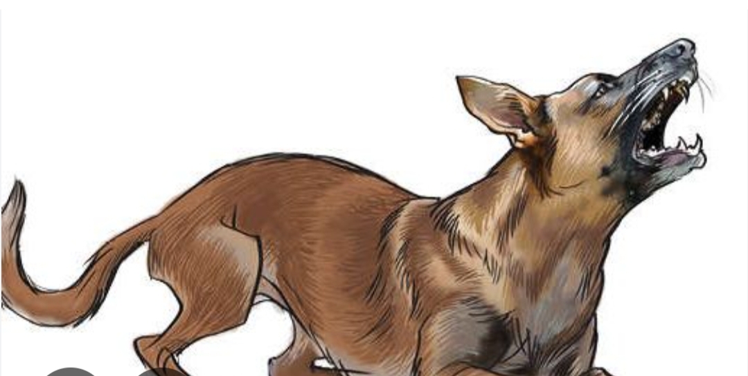 നായ കുറുകെ ചാടിയപ്പോൾ വെട്ടിച്ചു.: ഓട്ടോ മറിഞ്ഞ് രണ്ട് കുട്ടികൾ ഉൾപ്പടെ ആറ് പേർക്ക് പരിക്ക്