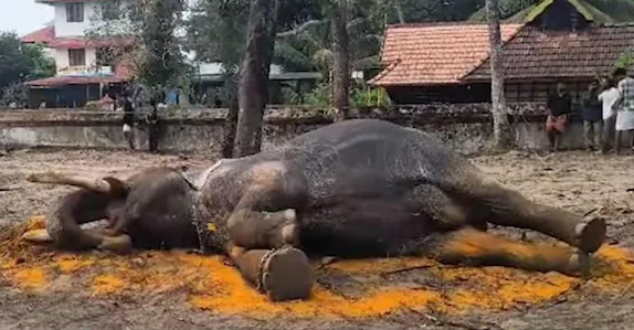 തുറുപ്പുഗുലാൻ താരം നെല്ലിക്കാട്ട് മഹാദേവൻ ചരിഞ്ഞു; ലോറിയിൽ കയറ്റാൻ ശ്രമിക്കുന്നതിനിടെ കുഴഞ്ഞു വീണു