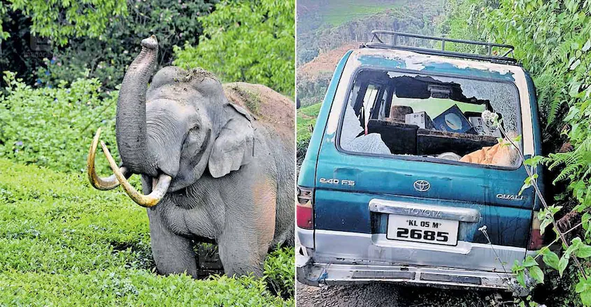 പടയപ്പയ്ക്ക് മദപ്പാട്; ഇത് രോഗമല്ല, പിന്നെ എന്താണ് ആനയുടെ ശരീരത്തിൽ സംഭവിക്കുന്നത്?