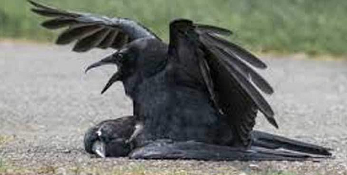 പക്ഷിപ്പനി, രോഗബാധ കണ്ടെത്തിയത് കാക്കയില്‍