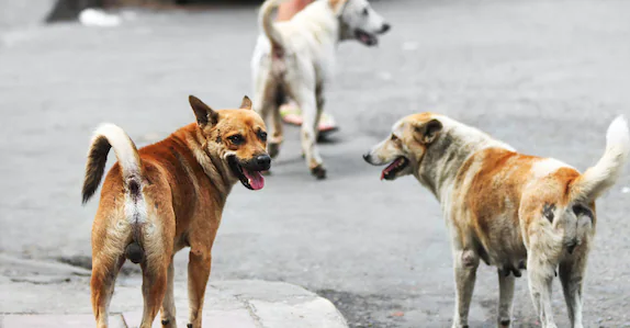 เดจเดพเดเตเดเตเดเดพเตผเดเตเดเต เดจเดฟเดฐเดจเตเดคเดฐ เดถเดฒเตเดฏเด, เดจเดเดเตเดเดพเดจเดพเดเดพเดคเตเดค เดธเตเดฅเดฟเดคเดฟ; เดชเตเดฒเตเดธเต เดเดฆเตเดฏเตเดเดธเตเดฅเดฏเตเดเต เดตเตเดเตเดเดฟเดฒเต 70 เดจเดพเดฏเตเดเตเดเดณเต เดทเตเตฝเดเตเดเดฑเดฟเดฒเตเดเตเดเต เดฎเดพเดฑเตเดฑเดฟ