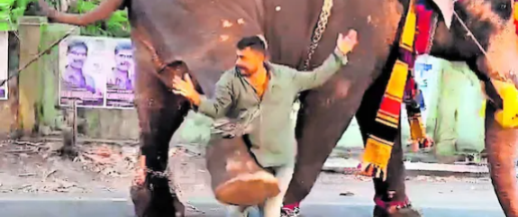 ‘ജീവൻ തിരിച്ചു കിട്ടിയതു മഹാഭാഗ്യം’; കെട്ടുകാഴ്ചയ്ക്കിടെ തിടമ്പേറ്റിയ ആന യുവാവിനെ തൊഴിച്ചു നിലത്തിട്ടു