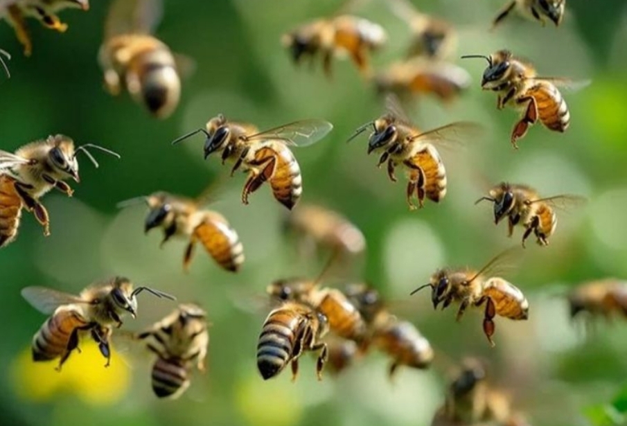 തേനീച്ച ആക്രമണം; അഞ്ച് പേർക്ക് പരിക്ക്