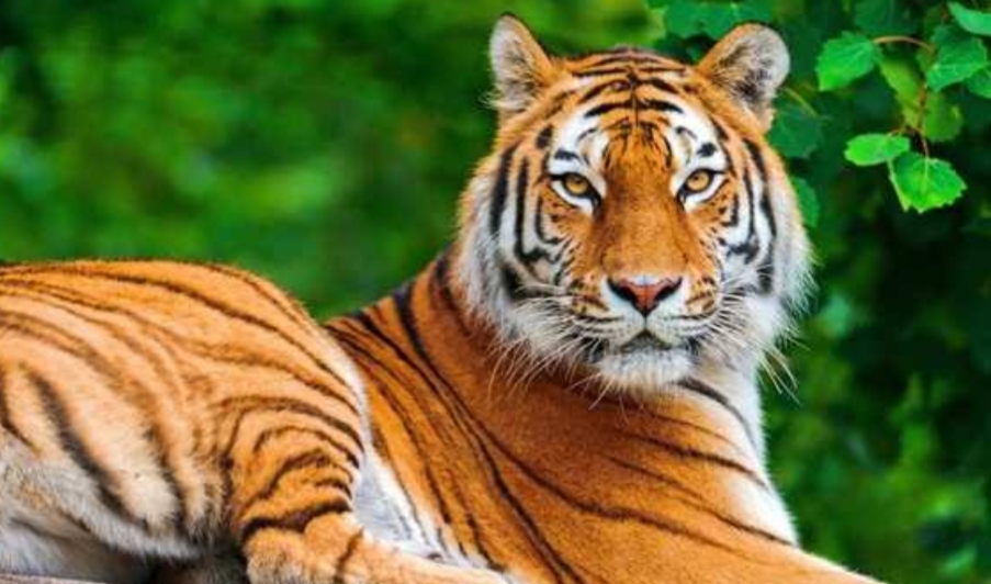 കടുവ പശുക്കിടാവിനെ ആക്രമിച്ച് കൊന്നു