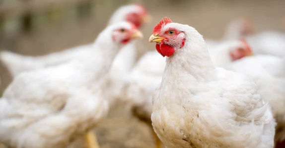 ഇന്ത്യയിൽ നിന്നുള്ള കോഴിയിറച്ചിയും മുട്ടയും വിലക്കി സൗദി അറേബ്യ