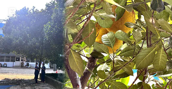 ആശുപത്രിയിൽ എത്തിയ രോഗിയുടെ തലയിൽ ചക്ക വീണു; തലയ്ക്ക് പരിക്ക്