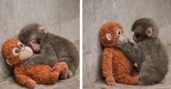 പഞ്ചിന്റെ ഇപ്പോഴത്തെ അവസ്ഥയെന്ത്? കുട്ടിക്കുരങ്ങനെ കാണാൻ മൃഗശാലയിൽ വൻ തിരക്ക്