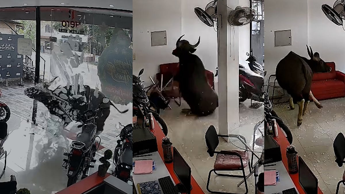 കാട്ടുപോത്ത് വിരണ്ടോടി ബൈക്ക് ഷോറൂമിലേക്ക് പാഞ്ഞുകയറി; ചില്ലും ഫർണിച്ചറുകളും തകർത്തു
