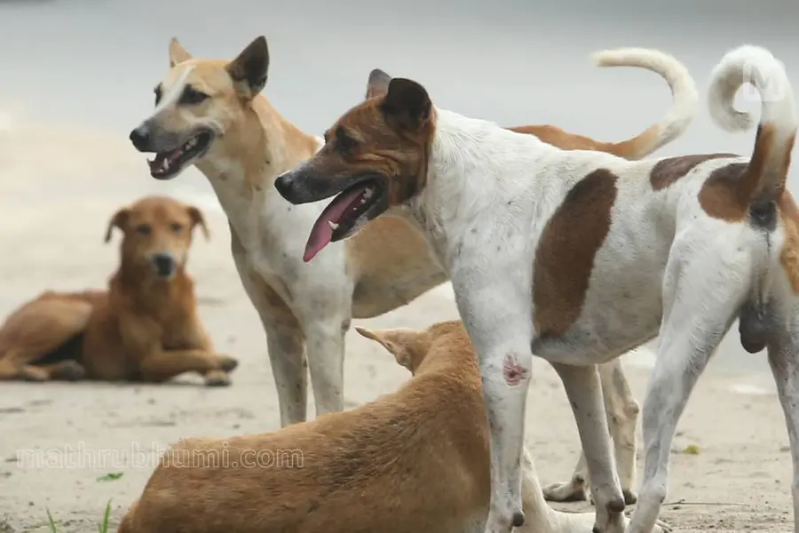 കോഴിക്കോട് കോർപ്പറേഷൻ പരിധിയിൽ 28,510 തെരുവുനായകൾ; എട്ടുവർഷത്തിനിടെ കൂടിയത് 15,328 എണ്ണം