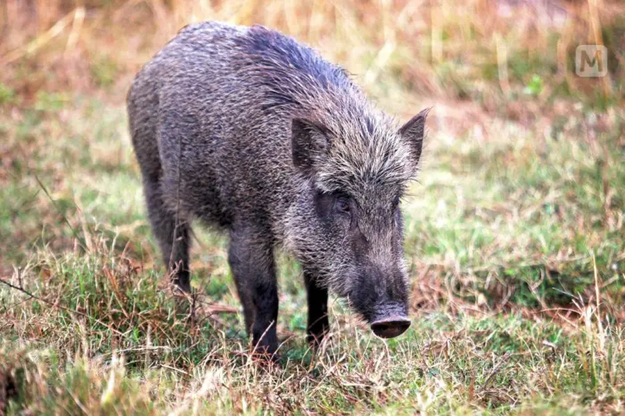 വീട്ടിൽ കളിച്ചുകൊണ്ടിരുന്ന ഒൻപതുവയസ്സുകാരിയെ കാട്ടുപന്നി ആക്രമിച്ചു