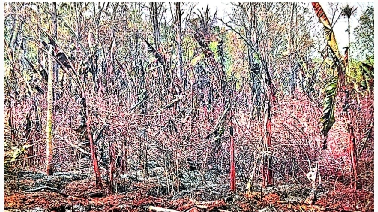 സീതാമൗണ്ടിൽ കൃഷി തീയിട്ടു നശിപ്പിച്ചെന്ന് പരാതി