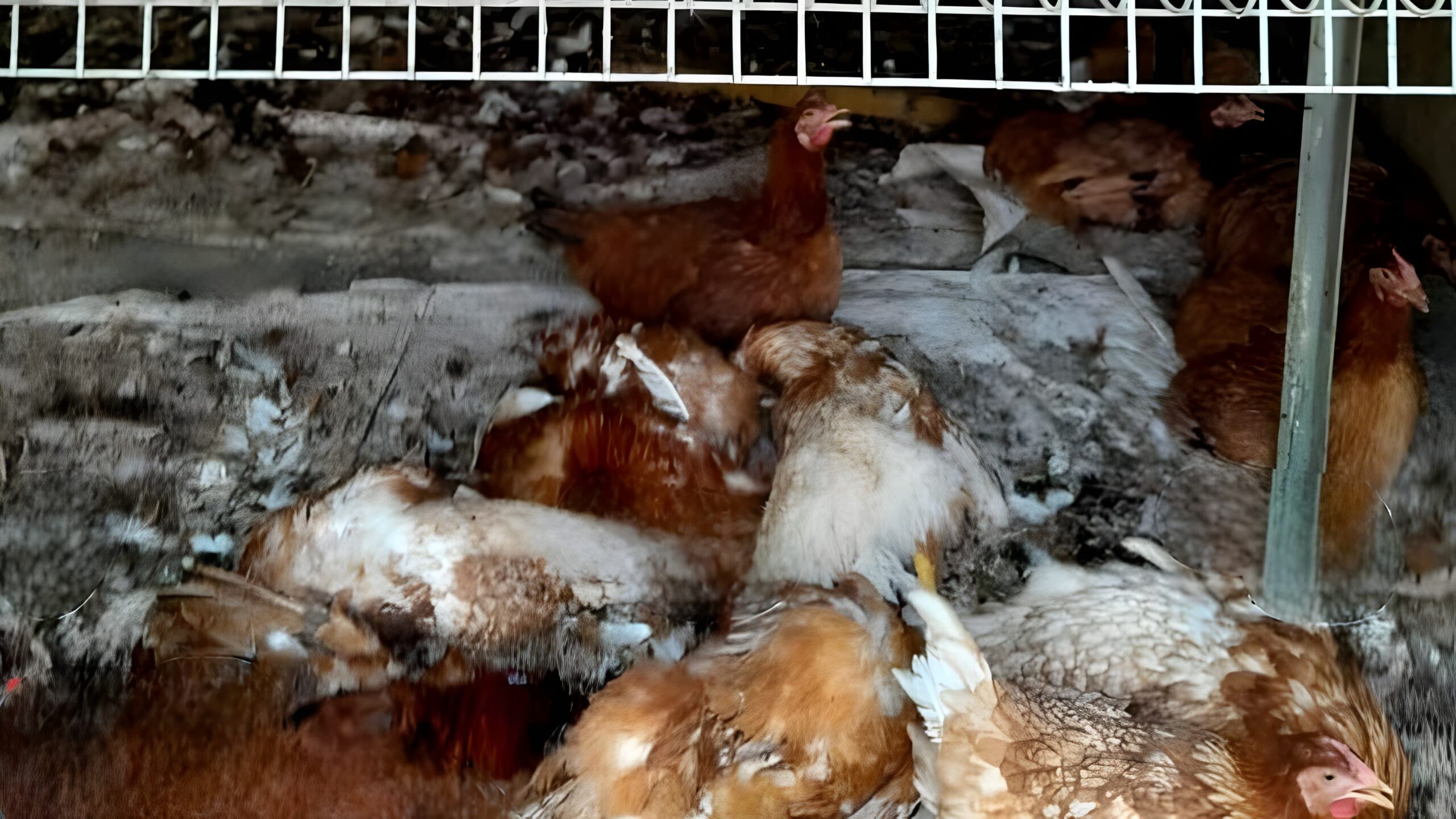 തെരുവുനായ ആക്രമണം; കോഴികൾ ചത്തു