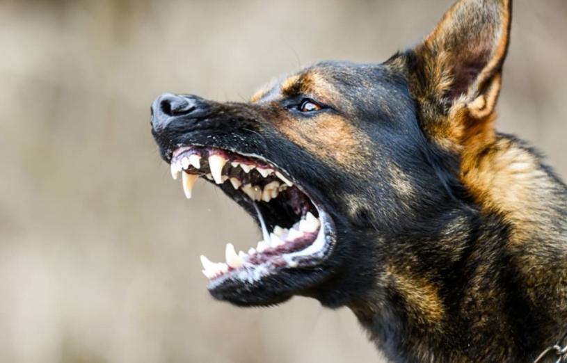 തെരുവുനായ ആക്രമണം; 6 പേര്‍ക്ക് പരിക്ക്,നായയും ചത്ത നിലയിൽ