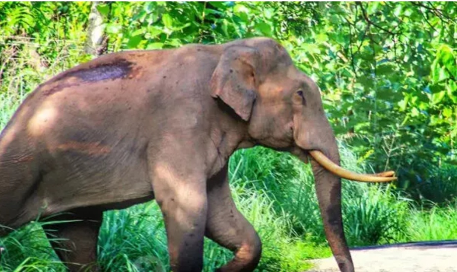 ഇന്നും പിടി നൽകാതെ മുട്ടിക്കൊമ്പൻ