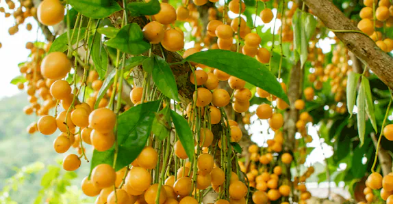 പോഷകസമൃദ്ധവും ആദായകരവുമായ ‘അദ്ഭുതപ്പഴം’, കേരളത്തിന്റെ മണ്ണിലും വിളയും ഈ പഴം