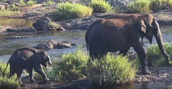 തുമ്പിക്കൈ ഇല്ലാത്ത ആനക്കുട്ടിയുടെ ദൃശ്യങ്ങൾ വീണ്ടും; ഇപ്പോഴും അമ്മയുടെ സംരക്ഷണയിൽ