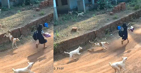 സ്കൂൾ വിദ്യാർഥിനിക്കു പിന്നാലെ ഓടിയെത്തിയത് അഞ്ചോളം നായ്ക്കൾ; അദ്ഭുത രക്ഷപ്പെടൽ