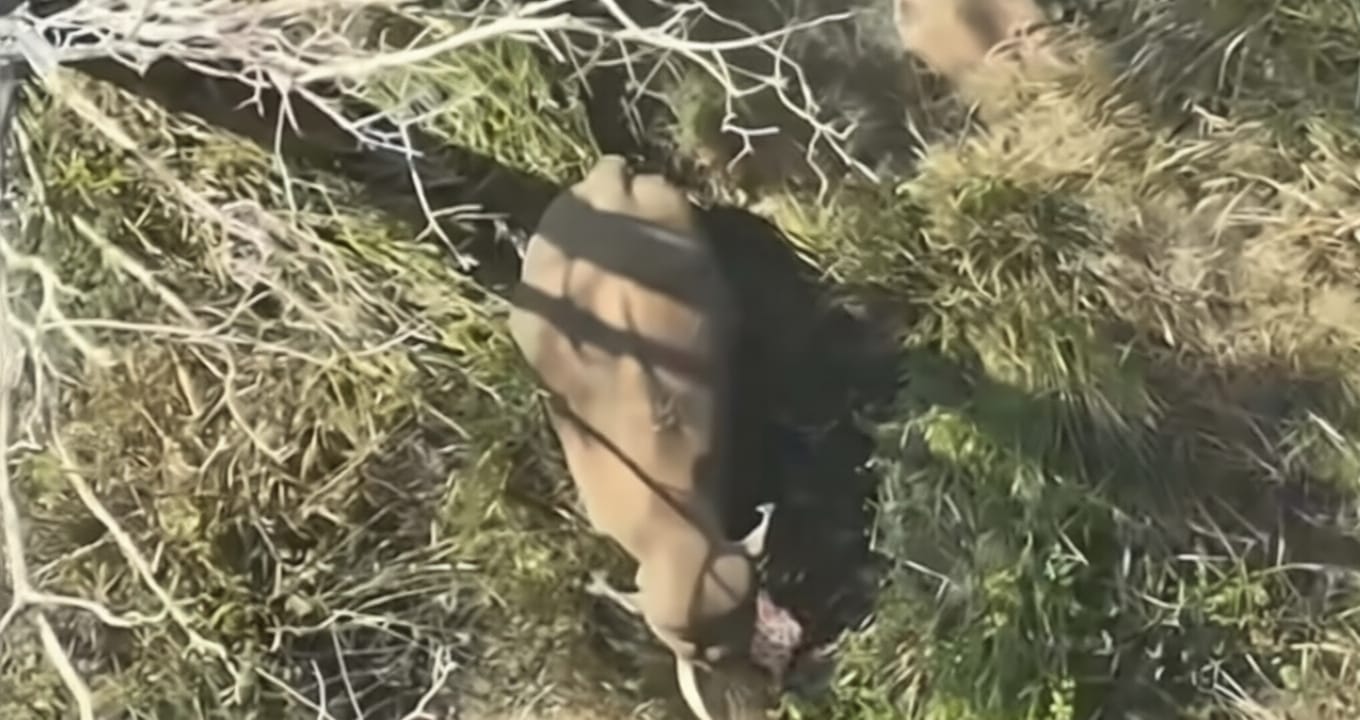 മുട്ടികൊമ്പനെ മയക്കുവെടി വെച്ചു