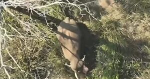 เดฎเตเดเตเดเดฟเดเตเดเตเดฎเตเดชเดจเต เดฎเตเดคเตเดคเดเตเด เดตเดจเดคเตเดคเดฟเดฒเตโ เดคเตเดฑเดจเตเดจเตเดตเดฟเดเดพเดจเตเดณเตเดณ เดถเตเดฐเดฎเด เดคเดเดฏเตเด: เดฏเต.เดกเดฟ.เดเดซเต