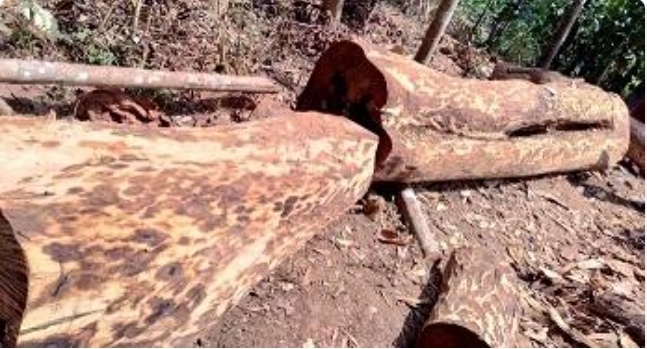 മുട്ടിൽ സൗത്ത് ഈട്ടിമുറി:വയനാട് മുൻ കളക്ടറക്കം ആറു പേർക്ക് വക്കീൽ നോട്ടീസ്