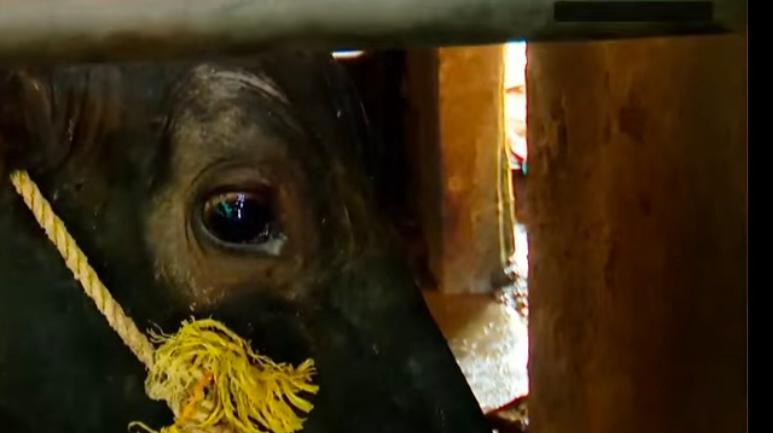 കടുത്ത ചൂട് വില്ലനായി; മുള്ളൻകൊല്ലിയിൽ പശുക്കൾ ചാകുന്നതായി പരാതി