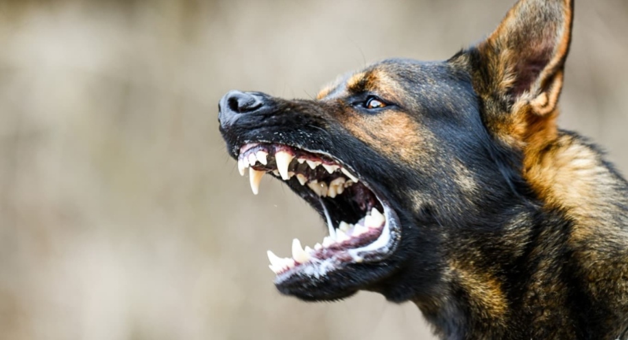 നായ കുരച്ചുചാടി: മകളുടെ വിവാഹം ക്ഷണിക്കാൻ എത്തിയ ആൾ കിണറ്റിൽ വീണു