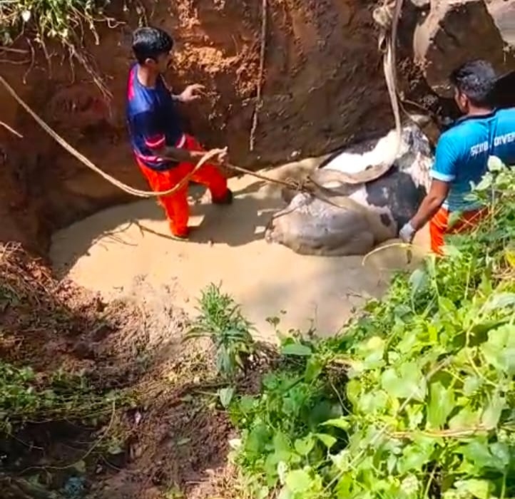 വേസ്റ്റ് കുഴിയിൽ അകപ്പെട്ട പൂർണഗർഭണി ആയ പശുവിനെ സുരക്ഷിതമായി രക്ഷപ്പെടുത്തി അഗ്നിരക്ഷാ സേന 