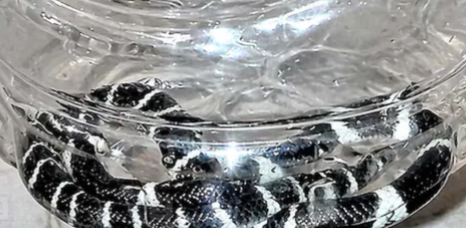 പാമ്പു കടിയേറ്റു മരിച്ച അൽജോയുടെ വീട്ടിൽ നാലാം ദിനവും പാമ്പ്; ഒന്നല്ല, രണ്ട്; വീടിന്റെ തറ പൊളിക്കും