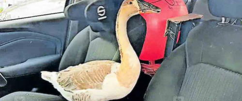 പാർക്ക് ചെയ്തിരുന്ന കാറിന്റെ ചില്ലു തകർത്ത നിലയിൽ; ഉള്ളിൽ വളർത്തു താറാവ്