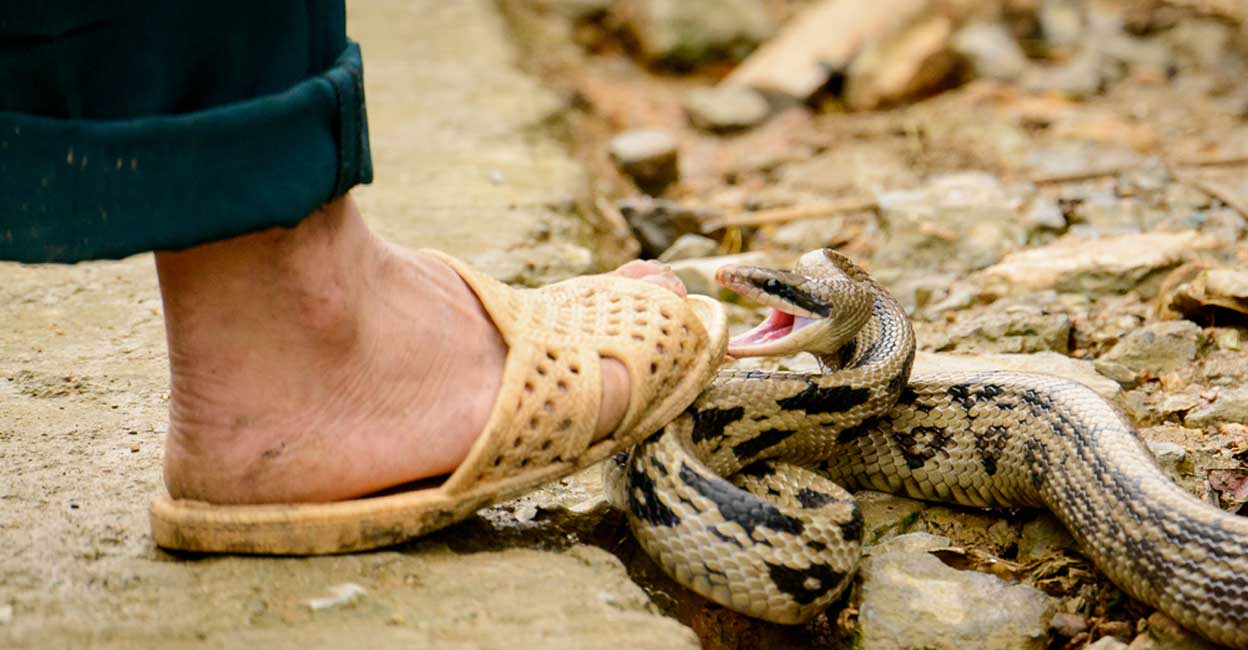 പാമ്പുകടി മരണങ്ങളിൽ പൊരുത്തക്കേട്: വനംവകുപ്പിന് 86, ആരോഗ്യവകുപ്പിന് 4