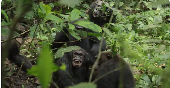 അതിഭയങ്കര യുദ്ധം; കൂട്ടുകാരെ കൊന്നൊടുക്കി ചിമ്പാൻസികൾ