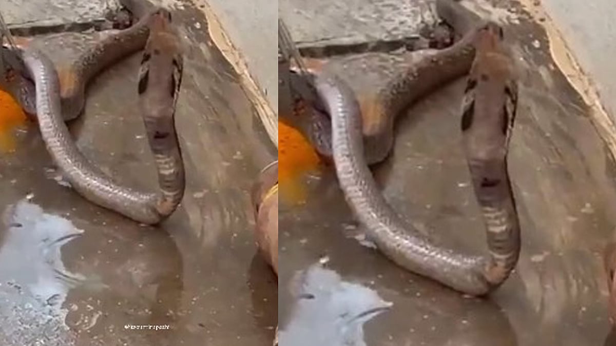 എന്റമ്മോ!, എന്തൊരു ചൂട്!; ദാഹമകറ്റാന്‍ വെള്ളം കുടിക്കുന്ന മൂര്‍ഖന്‍