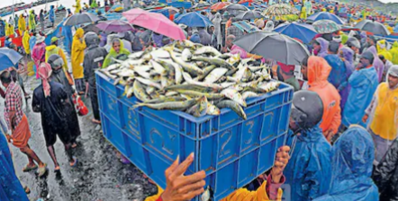 മത്തി ചാകര; കേരള തീരത്ത് ഏറ്റവുമധികം പിടിച്ചത് മത്തി; തൊട്ടടുത്ത് അയല, ചെമ്മീനും പാമ്പാടയും കുറഞ്ഞു