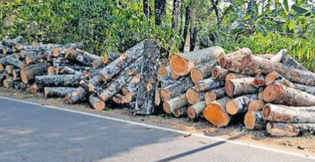 ചുരമിറങ്ങുന്നത് ടൺ കണക്കിന് മരങ്ങൾ: എത്തുന്നത് പെരുമ്പാവൂരിലേക്ക്
