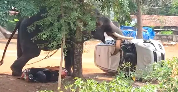 ഉത്സവത്തിനെത്തിച്ച ആന ഇടഞ്ഞു; യുവാവിനെ ചവിട്ടിക്കൊന്നു, പാപ്പാന് പരുക്ക്