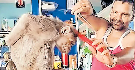 വന്നതല്ലേ, മുടി വെട്ടിയിട്ട് പോകാം…; ബാർബർ ഷോപ്പിൽ അതിഥിയായി കുരങ്ങ്: വിഡിയോ വൈറൽ