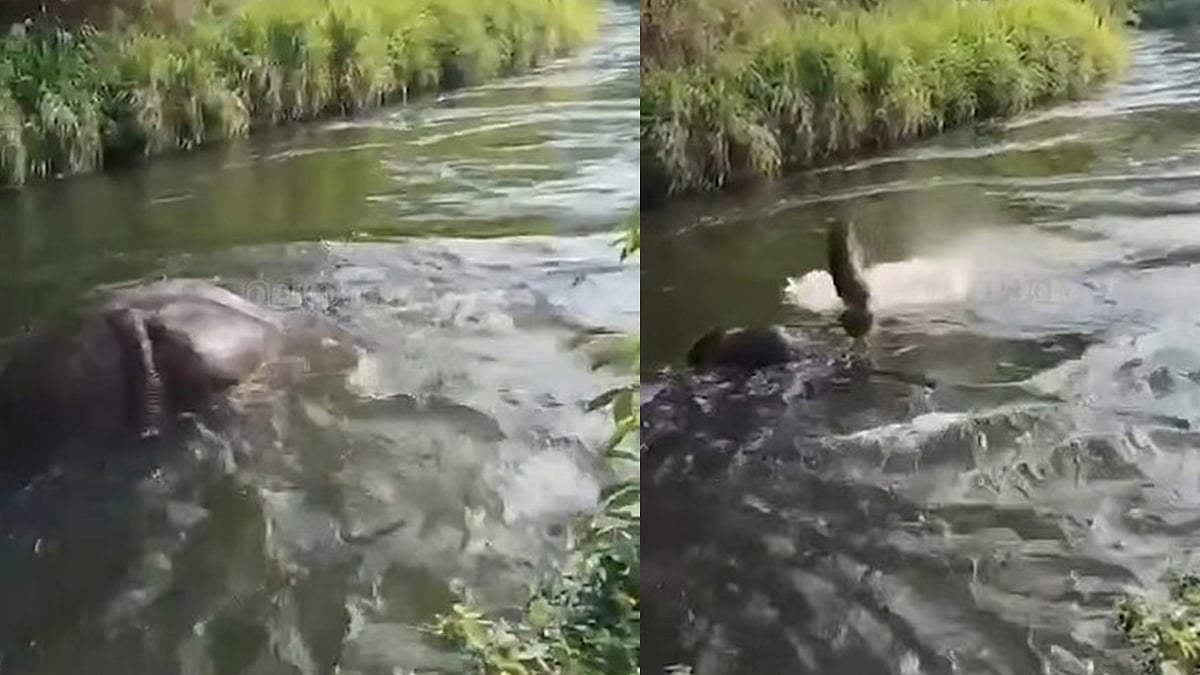 ചില്ലിക്കൊമ്പന്റേത് മുങ്ങി മരണം; ആത്മഹത്യ വാദം തള്ളി തമിഴ്നാട് ഫോറസ്റ്റ് അധികൃതര്