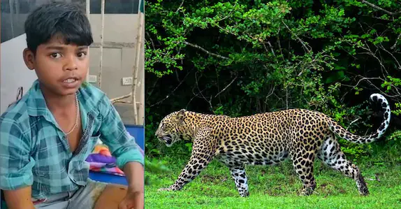 കൊല്ലാനെത്തിയ പുള്ളിപ്പുലിയുടെ കഴുത്തിനു പിടിച്ച് 13 കാരൻ