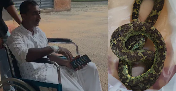 പോത്തിനെ തീറ്റുന്നതിനിടെ പാമ്പുകടിയേറ്റു; കടിച്ച പാമ്പുമായി ആശുപത്രിയിലെത്തി യുവാവ്